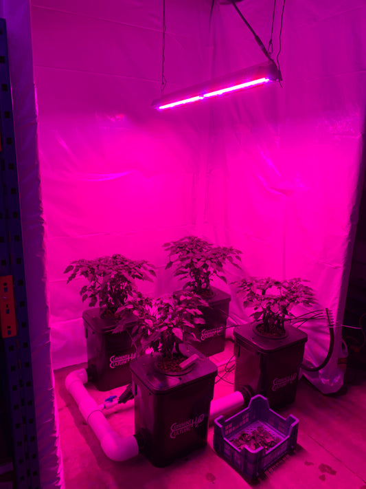 Horticultural LED Grow Lights
