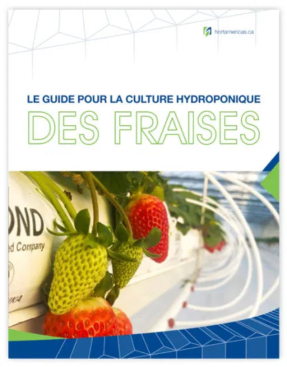 The Guide for Growing Strawberries