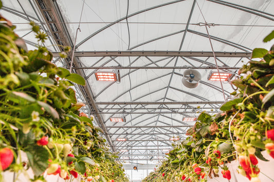 Ferme Gadbois Turns to Technology to Begin Year-Round Strawberry Growing