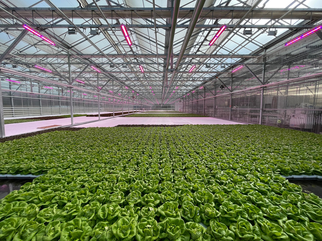 How to Choose the Best LED Grow Lights for Greenhouses and Indoor Farms