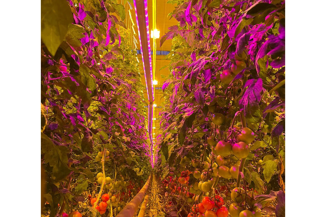 Can intracanopy/intercanopy LED grow lights be used to increase greenhouse vegetable crop yields?