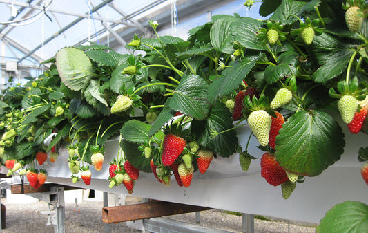 Free Download: The Guide for Growing Strawberries
